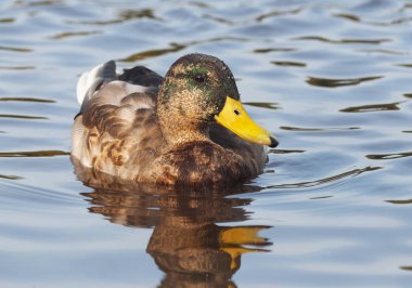 Yaban ördeği nehirde
