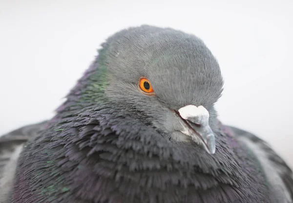 Porträtt av en duva i parken — Stockfoto