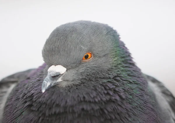 Portrait of a dove in the park — Stock Photo, Image