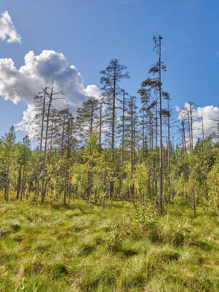 Alberi di Natale e pini nella foresta. autunno — Foto Stock