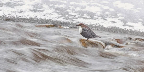 Dipper pták na řece. zima — Stock fotografie