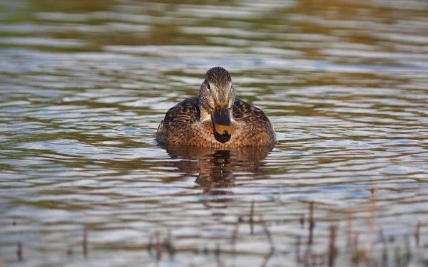 Πάπια mallard στο ποτάμι — Φωτογραφία Αρχείου