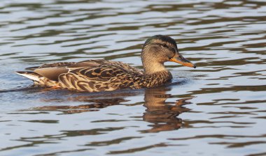 Yaban ördeği nehirde