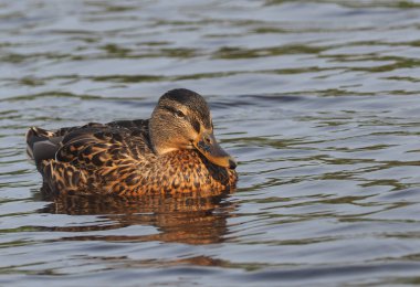 Yaban ördeği nehirde