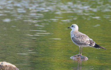 Nehir kıyısındaki martı. yaz