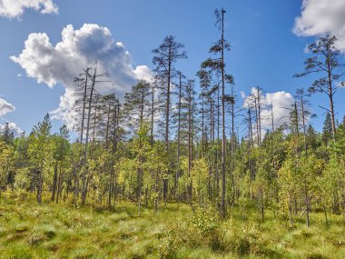 Ormandaki Noel ağaçları ve çam ağaçları. sonbahar