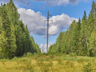 Ormandaki Noel ağaçları ve çam ağaçları. sonbahar