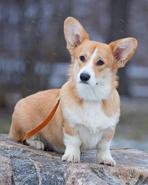 冬のコーギー犬。公園は — ストック写真