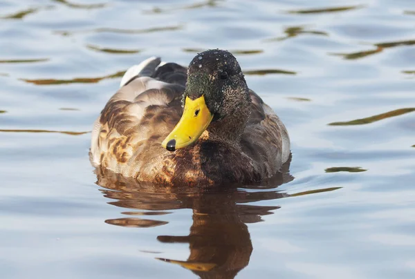 Ánade real en el río —  Fotos de Stock