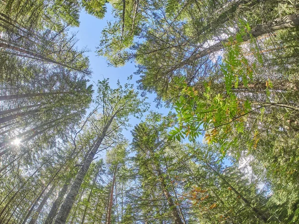 Christmas trees and pines in the forest. autumn — Stock Photo, Image