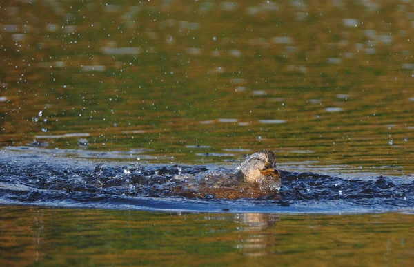 Кряква-утка на реке — стоковое фото