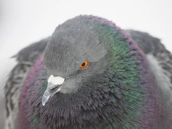 Portrait of a dove in the park — Stock Photo, Image