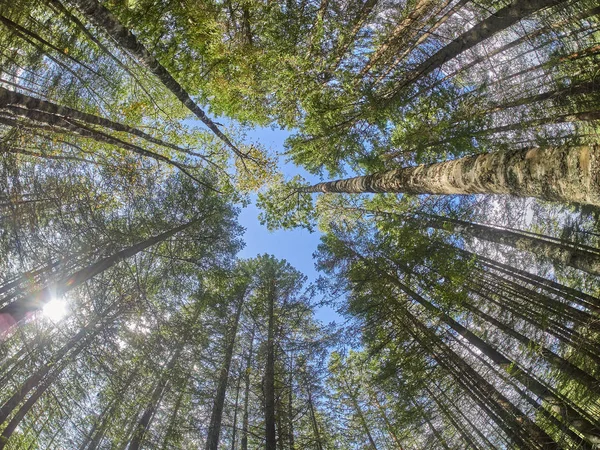 Árboles de Navidad y pinos en el bosque. otoño — Foto de Stock