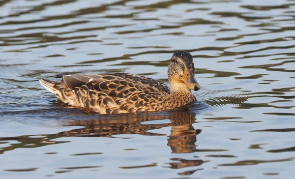 Canard colvert sur la rivière — Photo