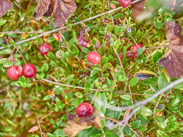 Cranberries in the swamp. forest — Stock Photo, Image