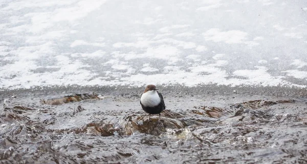 Dipper bird on the river. winter