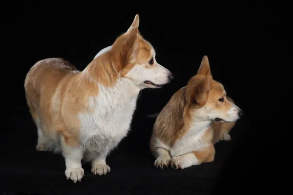 Siyah arka planda Corgi köpeği — Stok fotoğraf