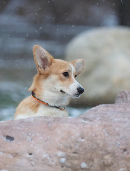 Corgi dog in the winter. the park — 스톡 사진