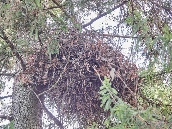 Гнездо ястреба на елке — стоковое фото