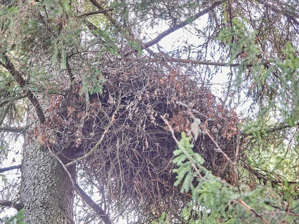 Nid d'Autour des palombes sur l'épinette — Photo