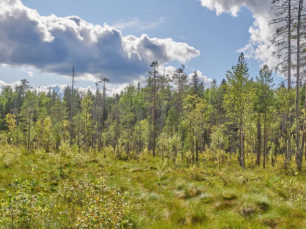 Alberi di Natale e pini nella foresta. autunno — Foto Stock