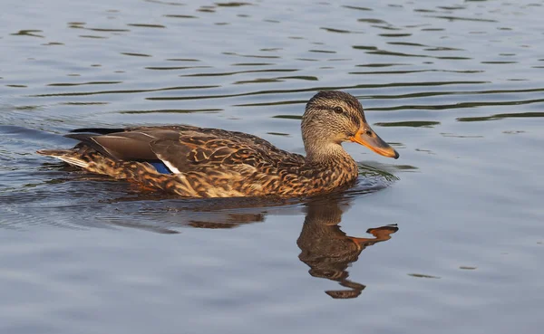 Πάπια mallard στο ποτάμι — Φωτογραφία Αρχείου