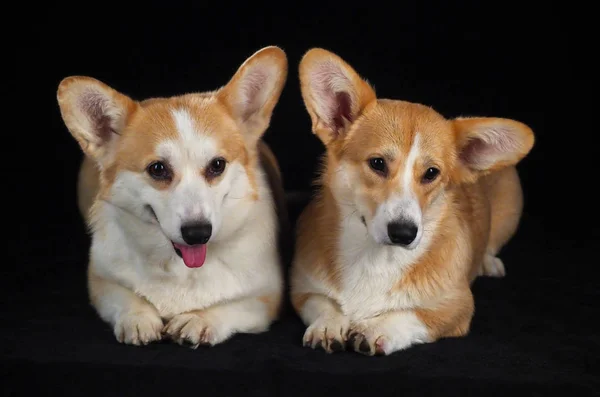 Siyah arka planda Corgi köpeği — Stok fotoğraf