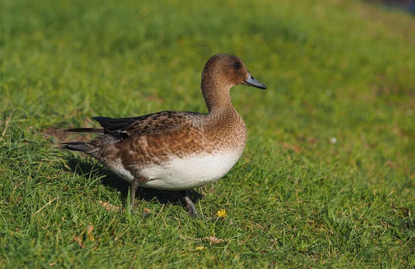 Eurasian wigeon in a park by the river — Stock Photo, Image