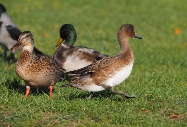 Nehir kenarındaki bir parkta Avrasyalı bir Wigeon.