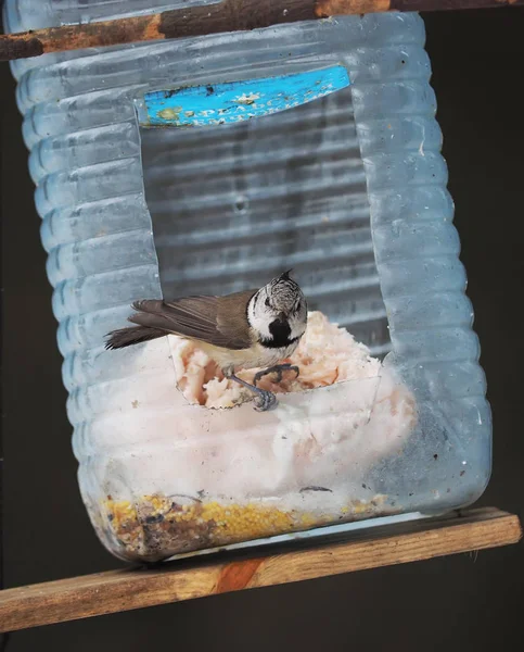 Teta crista em uma calha de alimentação — Fotografia de Stock