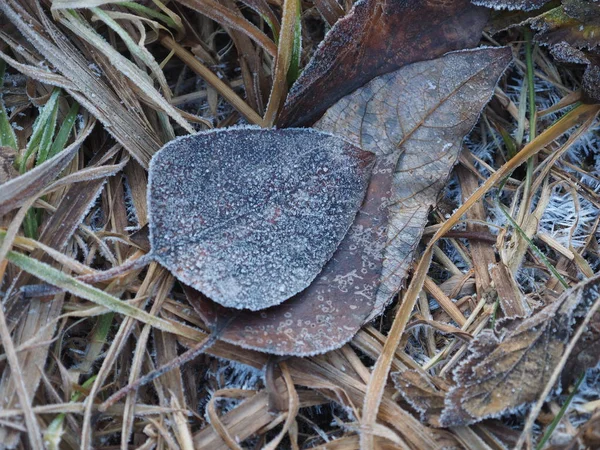 Folha seca em hoarfrost no chão — Fotografia de Stock