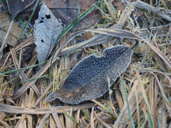 Folha seca em hoarfrost no chão — Fotografia de Stock