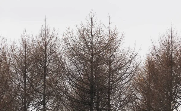 曇り空の下で — ストック写真