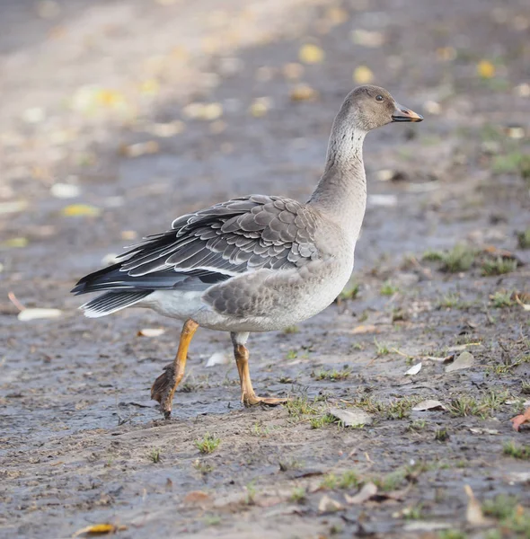 Gås i en park vid floden — Stockfoto