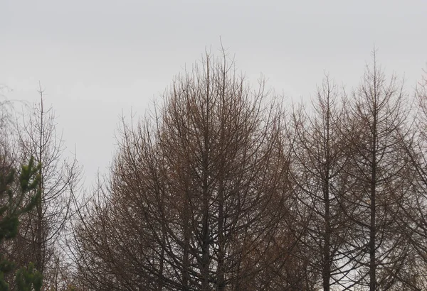 Деревья на фоне облачного неба — стоковое фото