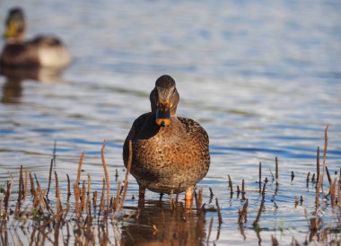 Yaban ördeği nehirde