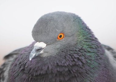 Parktaki güvercin portresi