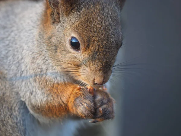 Squirrel on a feeding trough — Stock Photo, Image