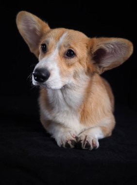 Siyah arka planda Corgi köpeği