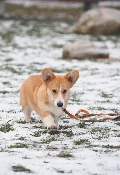 Cane Corgi in inverno. il parco — Foto Stock