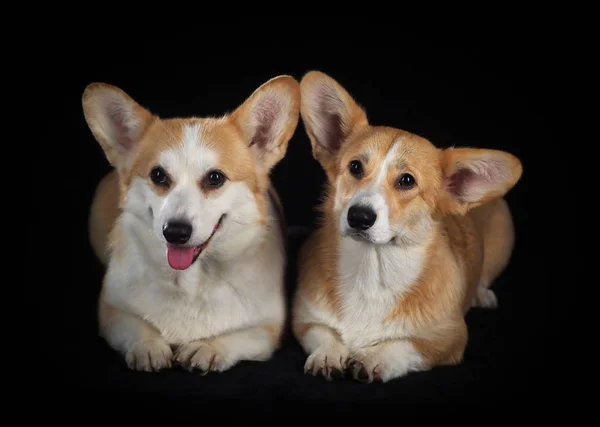 Siyah arka planda Corgi köpeği — Stok fotoğraf