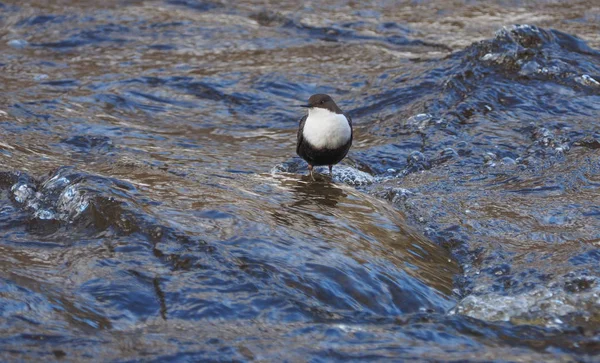 Dipper bird on the river. winter