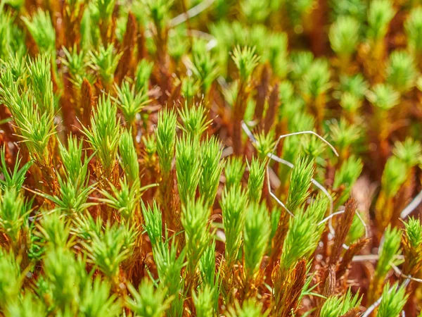 Moss in the swamp. forest. taiga — Stock Photo, Image