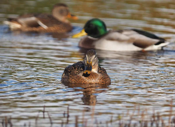 Mallard duck on the river — Stock Photo, Image