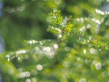 Ormandaki ladin dalları