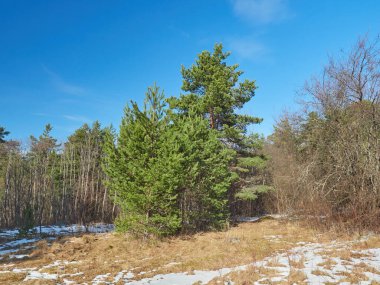 Parktaki çam ağaçları. Bahar