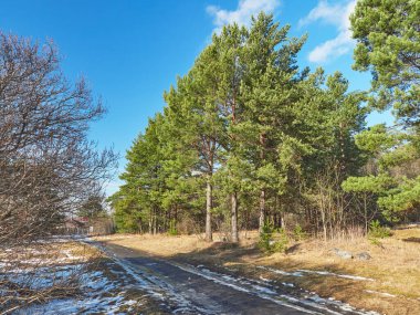 Çam ormanında bir yol. Bahar