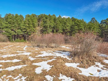 Parktaki çam ağaçları. Bahar