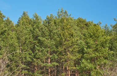 Parktaki çam ağaçları. Bahar