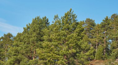 Parktaki çam ağaçları. Bahar